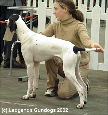 2nd Junior Dog